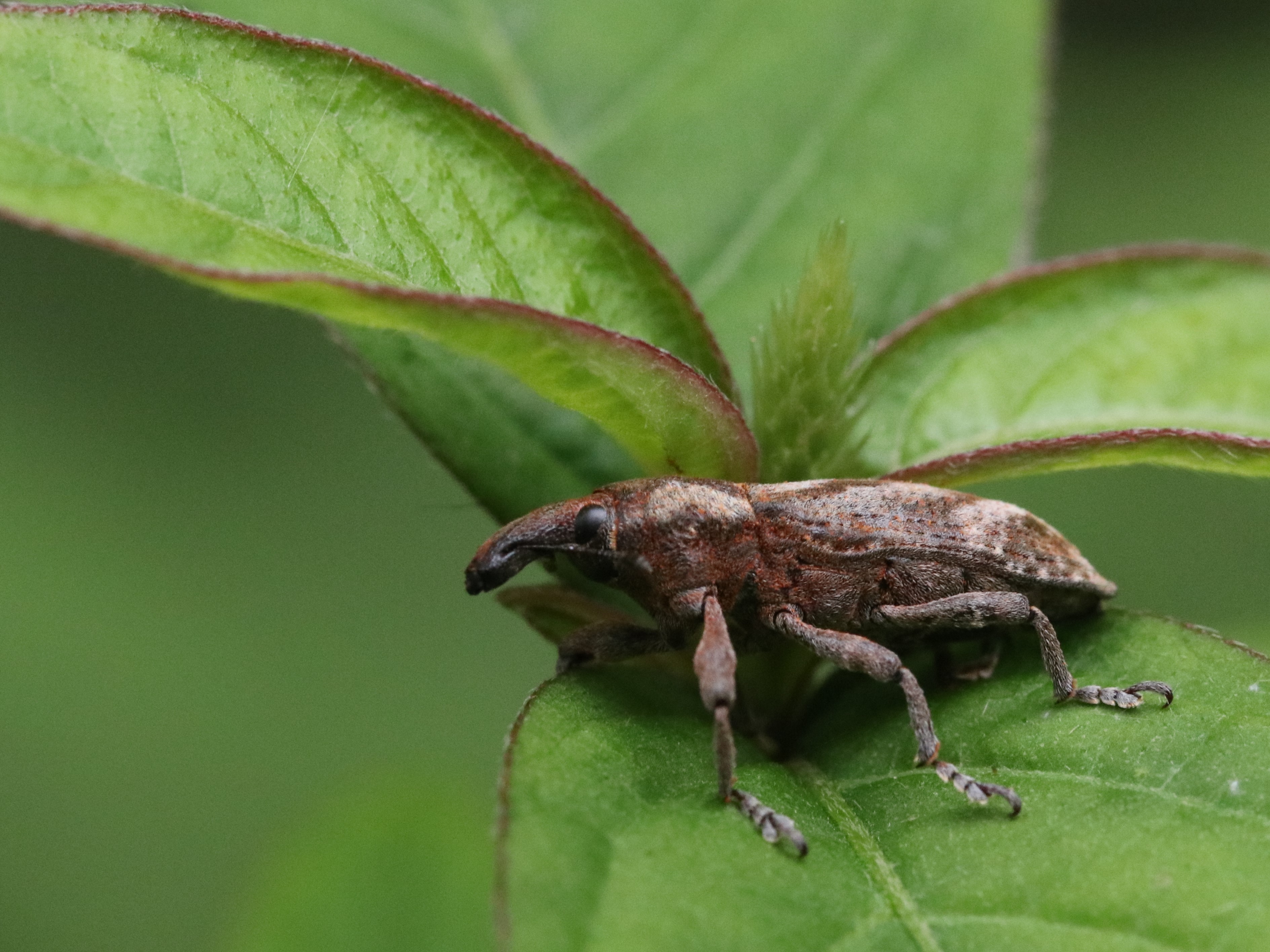 葉上のハスジカツオゾウムシ9